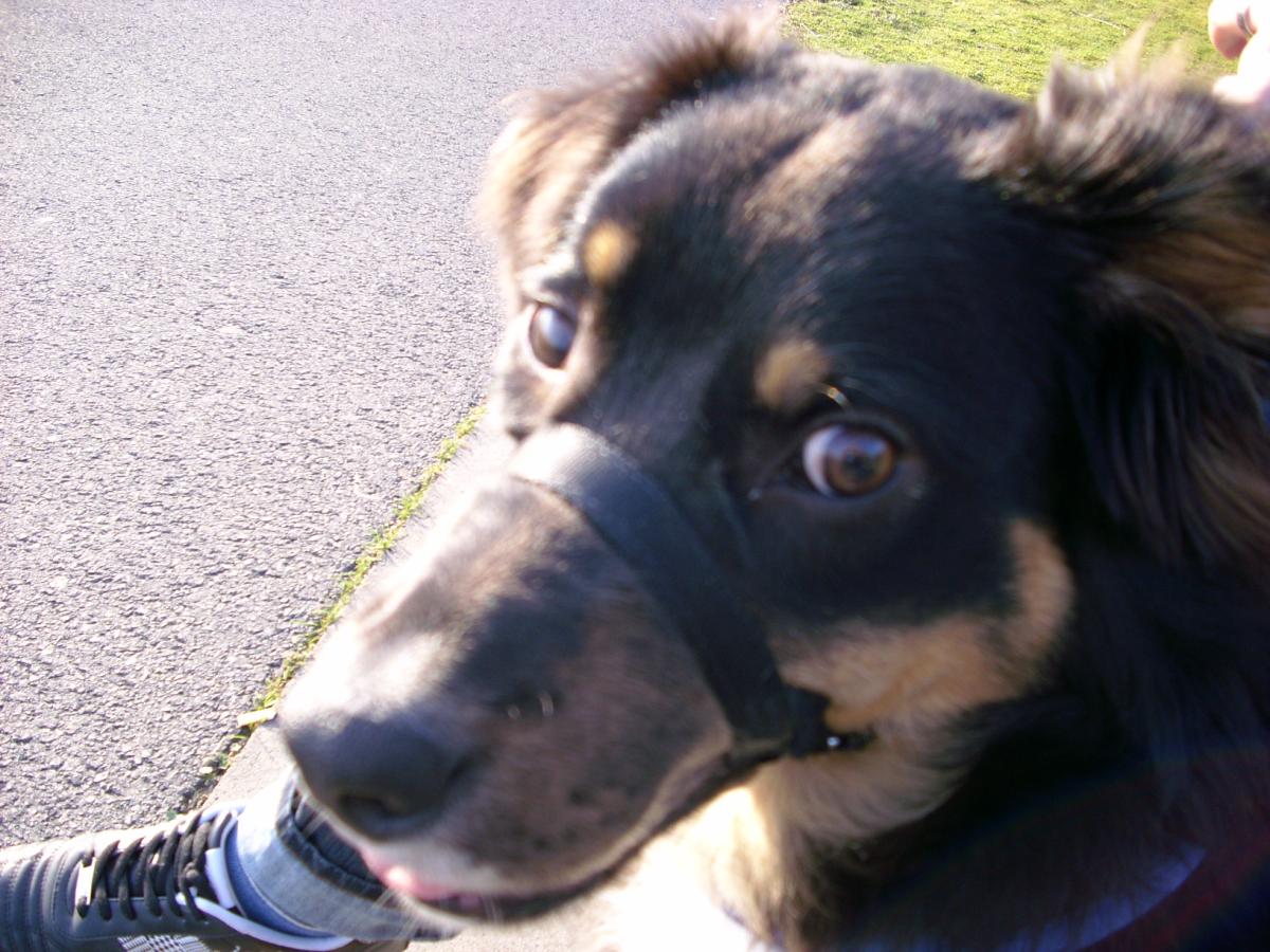 Jacky (Australian Shepherd, Labrador) Australian Shepherd Labrador 